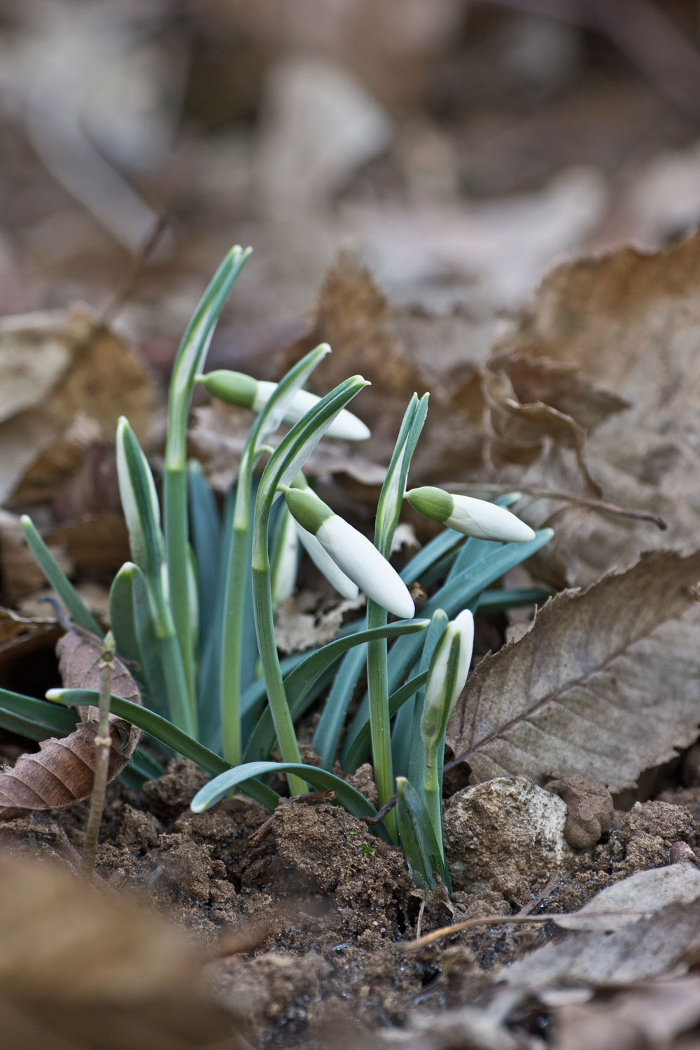 Galanthus nivalis / Bucaneve